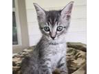 Adopt Kitten 10 a American Shorthair