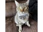 Adopt Wesson Hunter a Domestic Short Hair