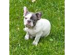 French Bulldog Puppy for sale in Lebanon, MO, USA