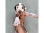 Doberman Pinscher Puppy for sale in Lutz, FL, USA