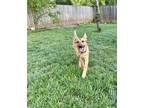 Adopt Niko a German Shepherd Dog