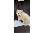 Adopt Eskimo Babies a American Eskimo Dog