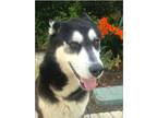 Adopt Earl a Siberian Husky