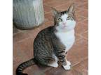 Adopt Anselmo a Domestic Short Hair