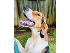 Adopt Tucker a Foxhound