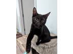 Adopt Boo a Bombay, Domestic Short Hair