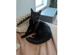 Adopt Cider a Bombay, Domestic Short Hair