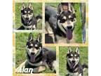 Adopt Alan CFS# 240025330 a German Shepherd Dog