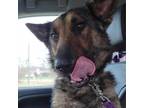 Adopt Riker a German Shepherd Dog