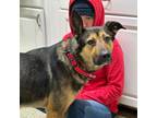 Adopt Phil a German Shepherd Dog