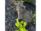 Adopt Kevin a Domestic Short Hair, Russian Blue