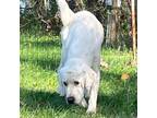 Adopt Blitzen a Great Pyrenees, Labrador Retriever