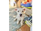 Adopt Bagel a Corgi, Cattle Dog