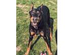 Adopt Leroy a Doberman Pinscher