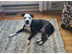 Adopt Campbell a Pit Bull Terrier