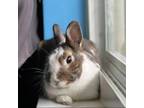 Adopt Cooper a Netherland Dwarf