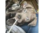 Adopt Blue a Pit Bull Terrier