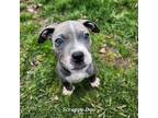 Adopt Scrappy Doo a Pit Bull Terrier