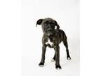 Adopt Clifford a Boxer, Pit Bull Terrier