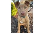 Adopt GREGORY a Shepherd