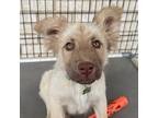 Adopt SIMON a Shepherd