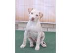 Adopt RAY a Labrador Retriever