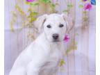 Adopt TEDDY a Labrador Retriever