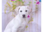 Adopt TEDDY a Labrador Retriever