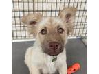 Adopt SIMON a Shepherd