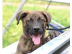 Adopt JAGGER a Shepherd, Mountain Cur