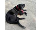 Adopt Boomer a Black Labrador Retriever, Beagle