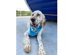 Adopt Percy a English Setter