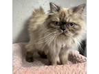 Adopt Winston a Domestic Long Hair