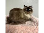 Adopt Lorenzo a Domestic Long Hair