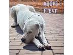 Adopt Freyr a Dogo Argentino