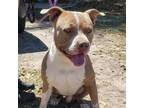 Adopt Chapo a Mixed Breed