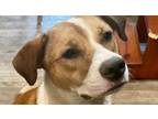 Adopt Draco a Boxer, Pit Bull Terrier