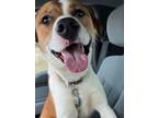 Adopt Draco a Pit Bull Terrier, Boxer