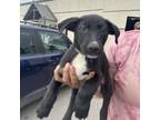 Adopt Diesel a German Shepherd Dog, Pit Bull Terrier