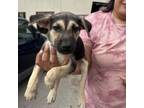 Adopt Diego a German Shepherd Dog, Pit Bull Terrier