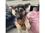 Adopt Devon a German Shepherd Dog, Pit Bull Terrier