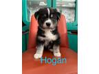 Adopt Hogan a Shepherd, Labrador Retriever