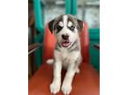 Adopt Gus a Husky, Shepherd