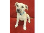 Adopt marmaduke a Yellow Labrador Retriever