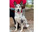 Adopt Kodiak a Husky