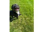 Adopt Taxi a Black Labrador Retriever, Pit Bull Terrier
