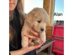 Golden Retriever Puppy for sale in Rock Valley, IA, USA