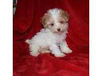 Poodle (Toy) Puppy for sale in Fort Scott, KS, USA