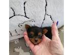 Yorkshire Terrier Puppy for sale in Valparaiso, IN, USA