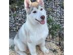 Siberian Husky Puppy for sale in Madera, CA, USA